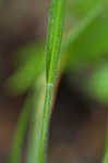 Sharpscale sedge